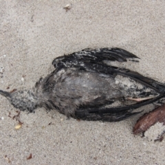 Ardenna tenuirostris (Short-tailed Shearwater, Muttonbird) at Green Cape, NSW - 27 Jan 2019 by JimL