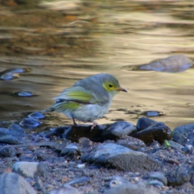 Ptilotula penicillata (White-plumed Honeyeater) at Texas, QLD - 22 Jun 2024 by MB