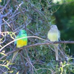 Psephotus haematonotus (Red-rumped Parrot) at Texas, QLD - 22 Jun 2024 by MB