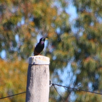 Sturnus vulgaris (Common Starling) at Texas, QLD - 22 Jun 2024 by MB