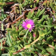 Carpobrotus glaucescens (Pigface) at Ben Boyd National Park - 26 Jan 2019 by JimL