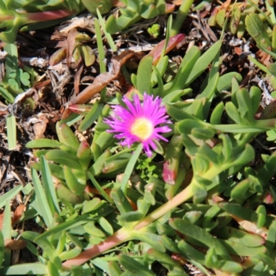 Carpobrotus glaucescens (Pigface) at Ben Boyd National Park - 26 Jan 2019 by JimL