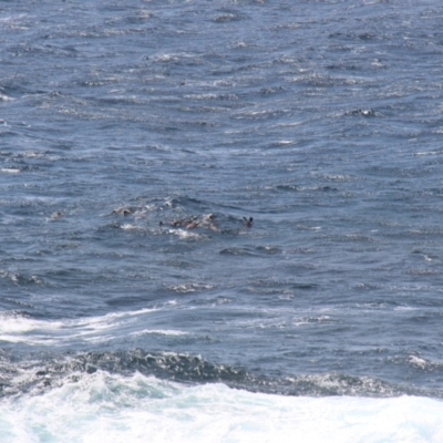 Arctocephalus pusillus doriferus (Australian Fur-seal) at Green Cape, NSW - 26 Jan 2019 by JimL