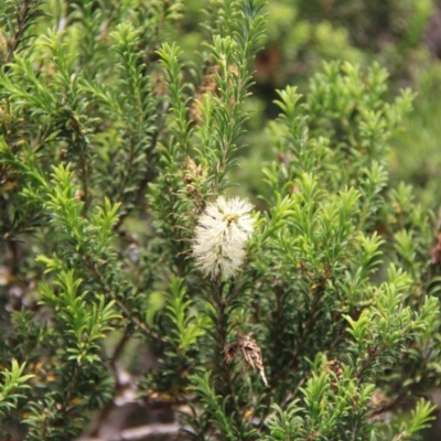 Melaleuca armillaris subsp. armillaris (Giant Honey-myrtle) at Ben Boyd National Park - 26 Jan 2019 by JimL