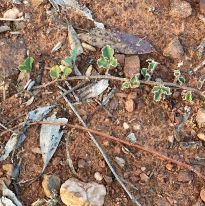 Kennedia prostrata (Running Postman) at Suttons Dam - 22 Jun 2024 by KL