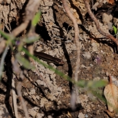 Eulamprus heatwolei at Tidbinbilla Nature Reserve - 7 Mar 2021 03:39 PM