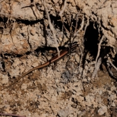 Eulamprus heatwolei at Tidbinbilla Nature Reserve - 7 Mar 2021 03:39 PM