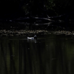 Biziura lobata at Tidbinbilla Nature Reserve - 7 Mar 2021