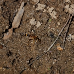 Sceliphron sp. (formosum or laetum) at Tidbinbilla Nature Reserve - 7 Mar 2021 03:39 PM