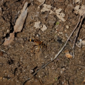 Sceliphron sp. (formosum or laetum) at Tidbinbilla Nature Reserve - 7 Mar 2021 03:39 PM