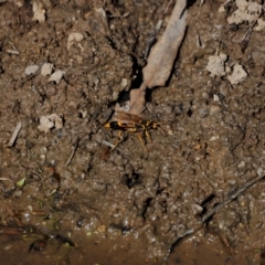 Sceliphron sp. (formosum or laetum) at Tidbinbilla Nature Reserve - 7 Mar 2021 03:39 PM