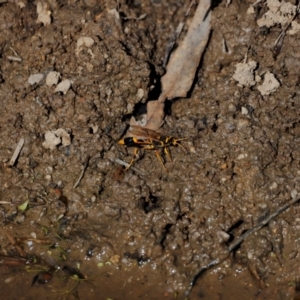 Sceliphron sp. (formosum or laetum) at Tidbinbilla Nature Reserve - 7 Mar 2021 03:39 PM