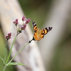 Vanessa kershawi (Australian Painted Lady) at Tidbinbilla Nature Reserve - 7 Mar 2021 by JimL