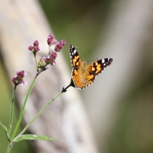 Vanessa kershawi at Tidbinbilla Nature Reserve - 7 Mar 2021 03:44 PM