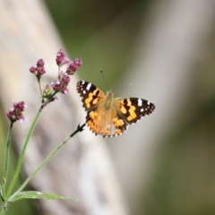 Vanessa kershawi at Tidbinbilla Nature Reserve - 7 Mar 2021 03:44 PM