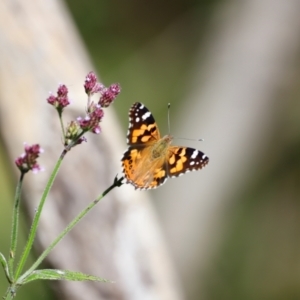 Vanessa kershawi at Tidbinbilla Nature Reserve - 7 Mar 2021 03:44 PM