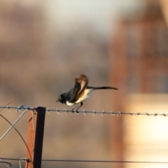 Rhipidura leucophrys (Willie Wagtail) at Apsley, NSW - 19 Jun 2024 by MB