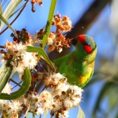 Glossopsitta concinna (Musk Lorikeet) at Apsley, NSW - 19 Jun 2024 by MB