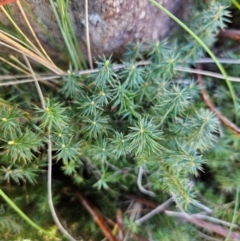 Acrotriche serrulata (Ground-berry) at Cooleman Ridge - 22 Jun 2024 by BethanyDunne