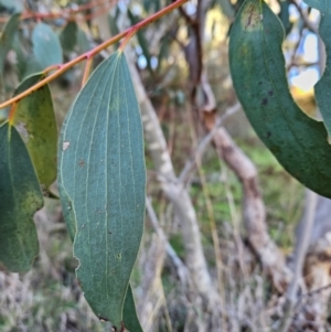 Eucalyptus pauciflora subsp. pauciflora at Cooleman Ridge - 22 Jun 2024 01:42 PM