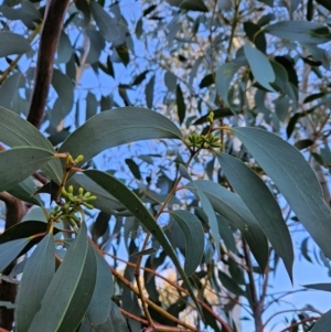 Eucalyptus pauciflora subsp. pauciflora at Cooleman Ridge - 22 Jun 2024 01:42 PM