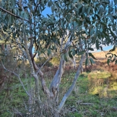 Eucalyptus pauciflora subsp. pauciflora at Cooleman Ridge - 22 Jun 2024 01:42 PM