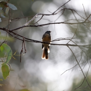 Rhipidura albiscapa at Tidbinbilla Nature Reserve - 7 Mar 2021