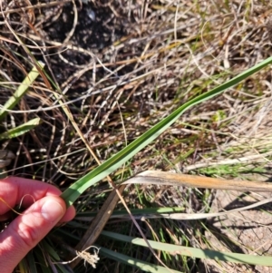 Dianella sp. aff. longifolia (Benambra) at Cooleman Ridge - 22 Jun 2024 01:47 PM