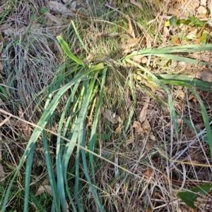 Dianella sp. aff. longifolia (Benambra) at Cooleman Ridge - 22 Jun 2024