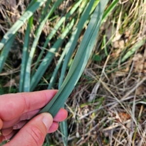 Dianella sp. aff. longifolia (Benambra) at Cooleman Ridge - 22 Jun 2024