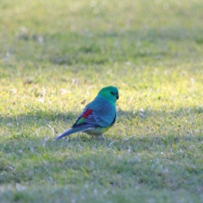 Psephotus haematonotus (Red-rumped Parrot) at Apsley, NSW - 19 Jun 2024 by MB