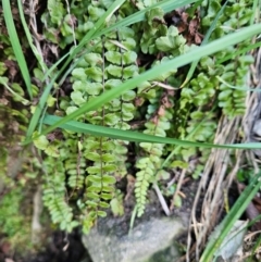 Asplenium trichomanes at Cooleman Ridge - suppressed