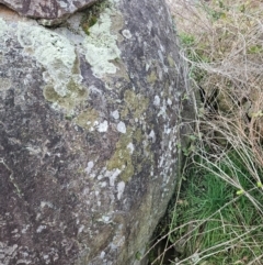 Asplenium trichomanes at Cooleman Ridge - suppressed