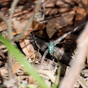 Chrysolopus spectabilis at Tidbinbilla Nature Reserve - 7 Mar 2021