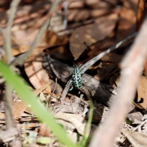 Chrysolopus spectabilis at Tidbinbilla Nature Reserve - 7 Mar 2021