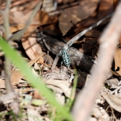 Chrysolopus spectabilis at Tidbinbilla Nature Reserve - 7 Mar 2021