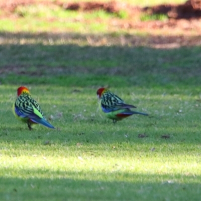 Platycercus eximius (Eastern Rosella) at Apsley, NSW - 19 Jun 2024 by MB