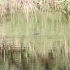 Ornithorhynchus anatinus at Tidbinbilla Nature Reserve - 7 Mar 2021 04:47 PM