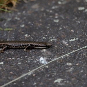 Eulamprus heatwolei at Tidbinbilla Nature Reserve - 7 Mar 2021 05:03 PM