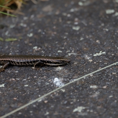 Eulamprus heatwolei (Yellow-bellied Water Skink) at Tidbinbilla Nature Reserve - 7 Mar 2021 by JimL