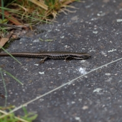 Eulamprus heatwolei at Tidbinbilla Nature Reserve - 7 Mar 2021 05:03 PM