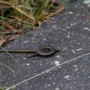 Eulamprus heatwolei at Tidbinbilla Nature Reserve - 7 Mar 2021 05:03 PM