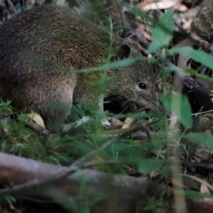 Isoodon obesulus obesulus (Southern Brown Bandicoot) at Tidbinbilla Nature Reserve - 7 Mar 2021 by JimL