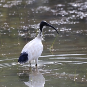 Threskiornis molucca at Tidbinbilla Nature Reserve - 7 Mar 2021 05:32 PM