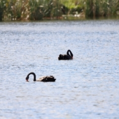 Cygnus atratus (Black Swan) at Belconnen, ACT - 28 Mar 2021 by JimL