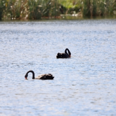 Cygnus atratus (Black Swan) at Belconnen, ACT - 28 Mar 2021 by JimL