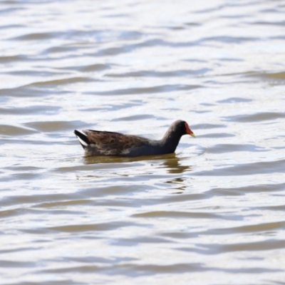 Gallinula tenebrosa (Dusky Moorhen) at Belconnen, ACT - 28 Mar 2021 by JimL