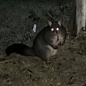 Trichosurus vulpecula at QPRC LGA - 22 Jun 2024