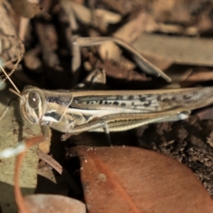 Austracris guttulosa (Spur-throated Locust) at ANBG - 22 Jun 2024 by kasiaaus