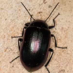 Chalcopteroides spectabilis at Melba, ACT - 21 Jun 2024 04:34 PM